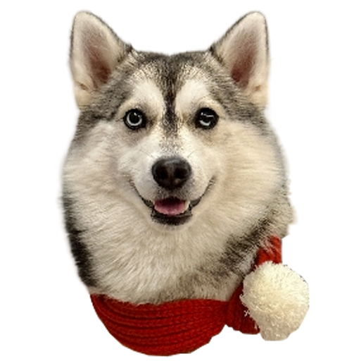 Puschok